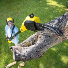 Best Tree Maintenance Programs  in Connerton, FL