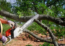 Best Stump Grinding and Removal  in Connerton, FL