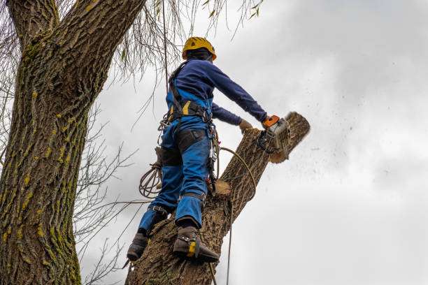 Best Stump Grinding and Removal  in Connerton, FL