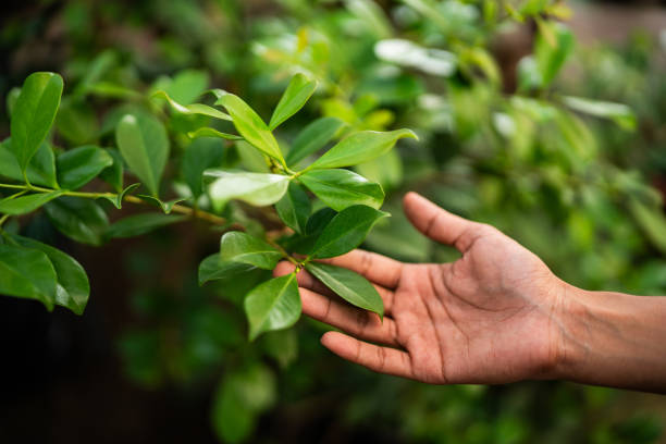 Best Emergency Tree Removal  in Connerton, FL